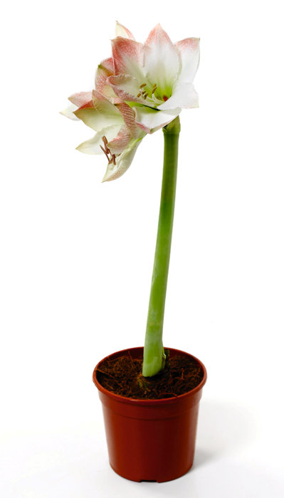Amaryllis